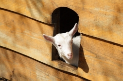 Glosář Jiřího Fajkuse: Květen – ještě tam budem?